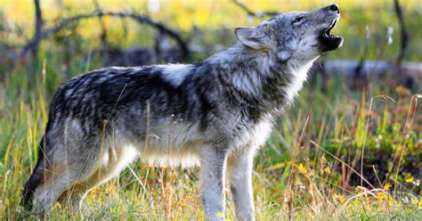 15 Fun Interesting Grey Wolf Facts Ifaw