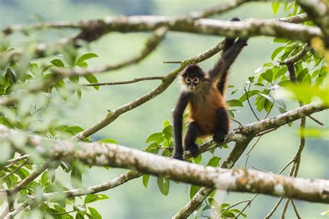 20 Fun Facts You Didn Amp 39 T Know About Monkeys Ohmyfacts