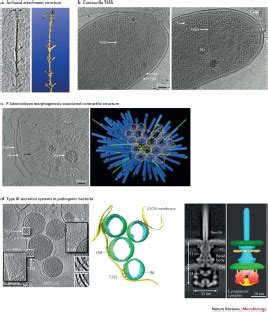A New View Into Prokaryotic Cell Biology From Electron Cryotomography Nature Reviews Microbiology