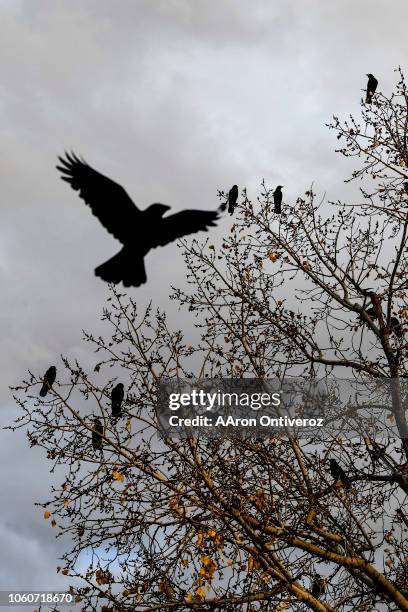 How to Find the Aaron Mckinney and Russell Henderson Release Date