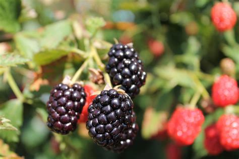 Arkansas Gets Early Bird Blackberry Season