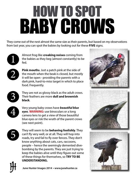 Baby Crows Everything You Need To Know About Corvid Fledglings