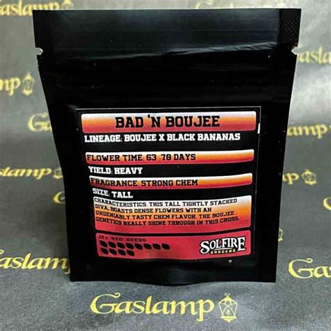 Bad N Boujee Regular Weed Seeds Award Winning Strain