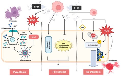 Cell Death Pathways The Variable Mechanisms Underlying Fine Particulate Matter Induced Cytotoxicity Acs Nanoscience Au