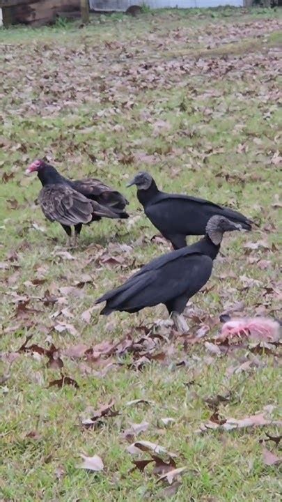 Getting To Know Gillis Episode 3 Black Vultures And Turkey Vultures Youtube