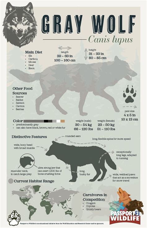 Gray Wolf Pictures Facts And Map National Geographic Kids