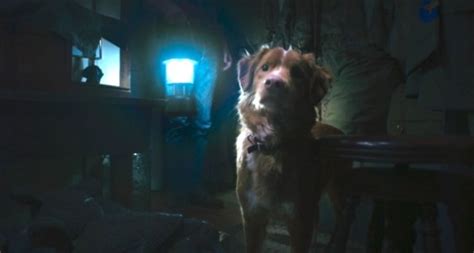 Ifc Gives Dog Pov Horror Movie Good Boy Wide Release Oct 3