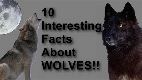 Interesting Facts About Wolves