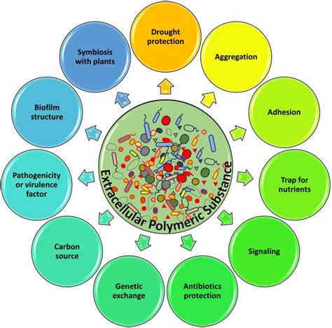 Investigating Biofilms Advanced Methods For Comprehending Microbial Behavior And Antibiotic Resistance