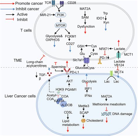New Insights Into T Cell Metabolism In Liver Cancer From Mechanism To Therapy Cell Death Discovery