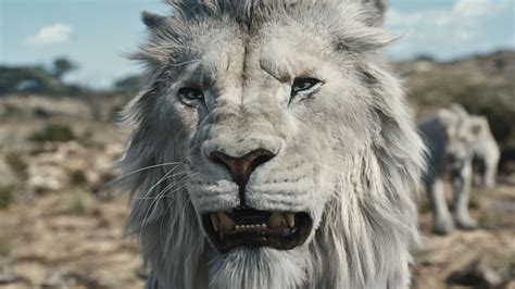 New Mufasa The Lion King Trailer Unveils Kiara Dvd Sequel Connection