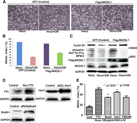 Over Expression Of Mad2 Partially Rescued Dm Suppressed Mitotic Arrest Download Scientific Diagram
