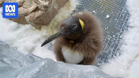 Pesto The Penguin Breaking New Records As The Summer Slim Down Begins Abc News