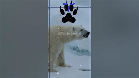 Polar Bear Myths Debunked Polar Bear Myths Debunked
