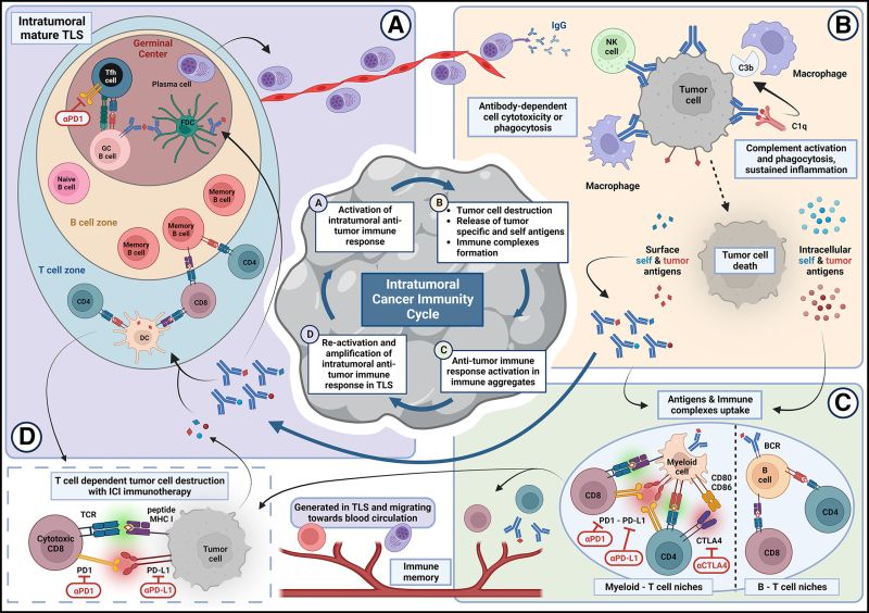 Spatial Transcriptomics Reveals Tryptophan Metabolism Restricting Maturation Of Intratumoral Tertiary Lymphoid Structures Cancer Cell