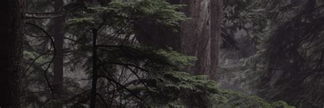 The Dark Side Of The Forest Natpro Protects You Proudly Canadian Spi Health And Safety