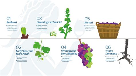 The Lifecycle Of A Vine Wine Spirit Education Trust