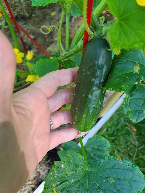When To Pick Pickling Cucumbers With Pictures