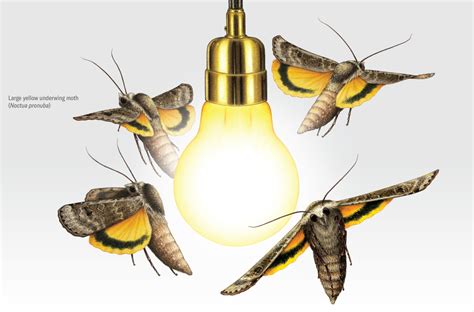 Why Flying Insects Gather At Artificial Light Nature Communications