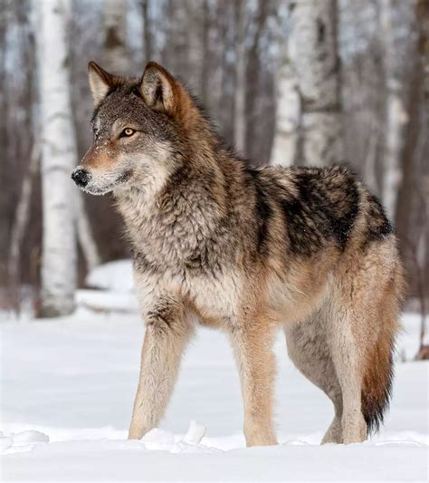 Wolf Facts For Kids 25 Amazing Facts To Learn