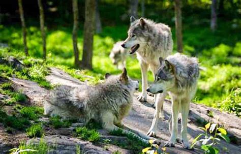 Wolf Packs In The Wild At Terri Barnett Blog